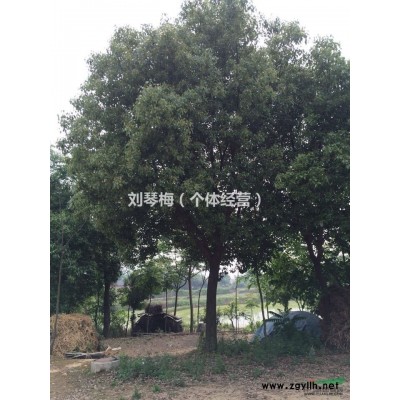 直径20-30厘米的20多颗樟树出售