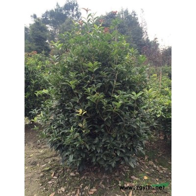 笼桂-四川笼桂-温江笼桂