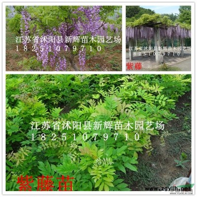 红叶李 西府海棠 紫薇 紫荆 玉兰 女贞 木槿 垂柳 国槐