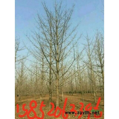 山东郯城大量出售各种规格银杏树