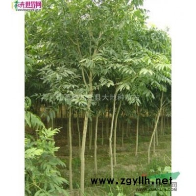 江西夹竹桃基地-江西夹竹桃批发-九江夹竹桃价格*低