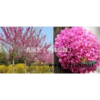 腾地，特价处理3到4公分巨紫荆