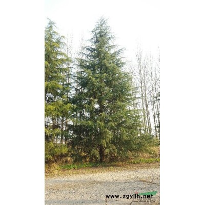 南京，浦口，伟伟苗木基地供应雪松，玉兰等绿化苗木！