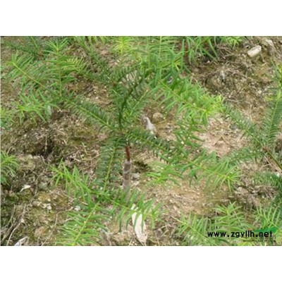 香榧苗草苗批发处理