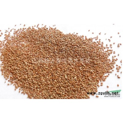 北海道黄杨供应/北海道黄杨图片