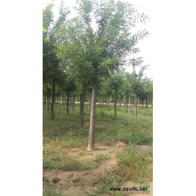 处理紫叶李，红叶李，女贞