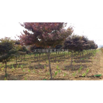 供应丛生紫薇.丛生木槿.丛生紫荆.丛生榆叶梅