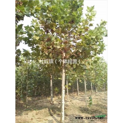 出售泡桐树200棵，地点在山东北部乐陵市 黄夹镇台张村，