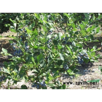 曼地亚红豆杉 红剑