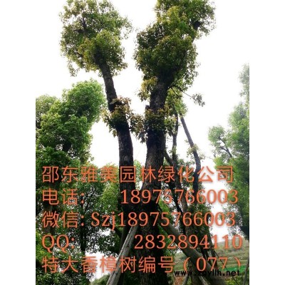 湖南大香樟树实图拍照围径75公分邵阳大香樟（112） 