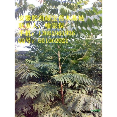 供应1-2公分红叶石楠