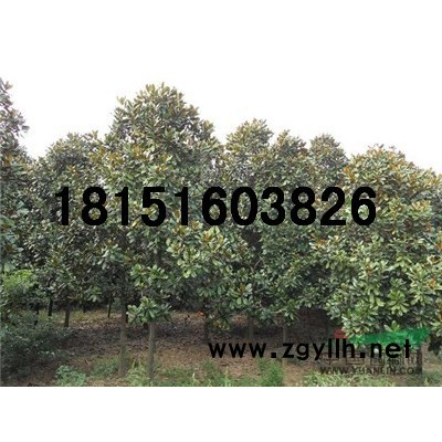 雪松小苗出售， 南京明润苗圃场