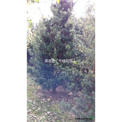 湖南罗汉松，罗汉松价格，罗汉松图片