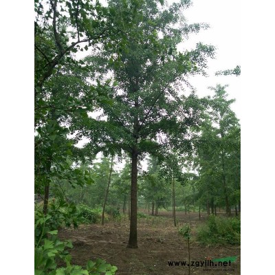 常年供应银杏树