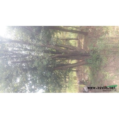 大量供应各种规格三角枫