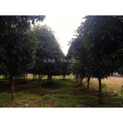 精品桂花树供应，5-17公分不等