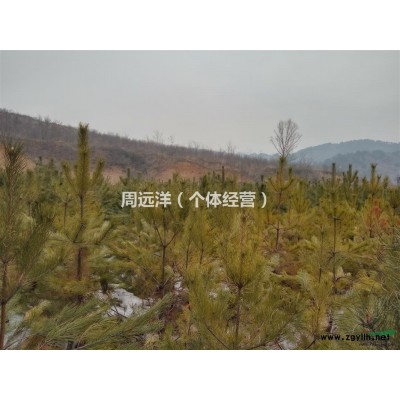 1.6米高油松小苗，*出售，有购买意向的可报价。