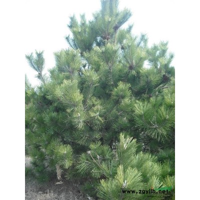 出售各种规格黑松