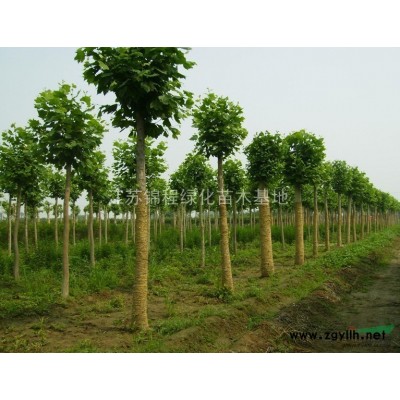 大叶黄杨价格、江苏大叶黄杨产地、大叶黄杨苗、大叶黄杨球