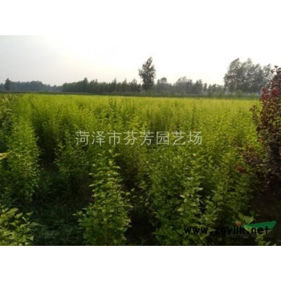 2-3公分木槿4万棵