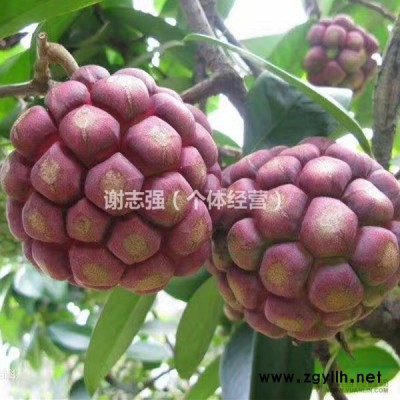 油茶苗批发