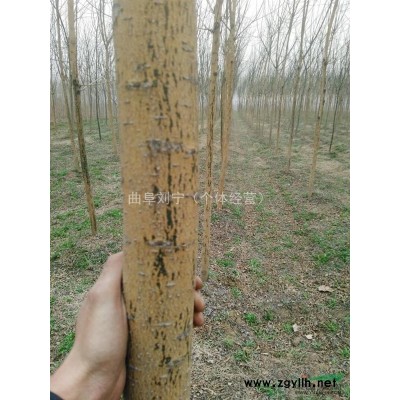 山东济宁市供应4-5个国槐