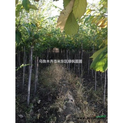 新疆地区供应小叶白蜡2-5公分