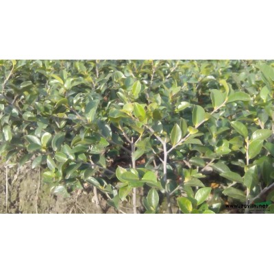 法国冬青（青珊瑚）