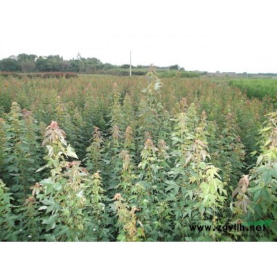 安徽大量椤木石楠特价批发/