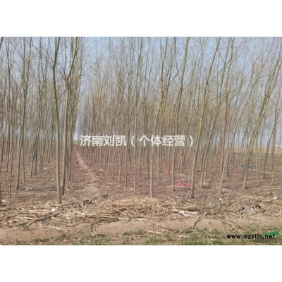 出售白蜡 法桐 柳树等