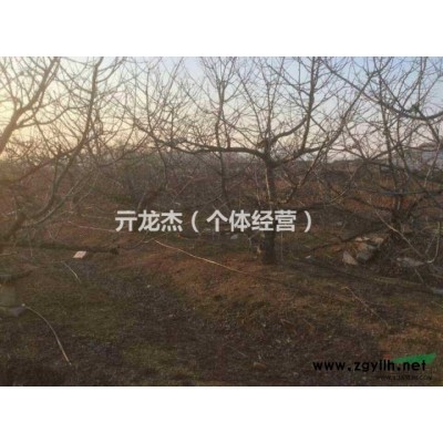 供应野生大樱桃15-20公分（可占地）