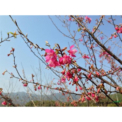 批发红豆杉营养钵苗－红豆杉杯苗价格－红豆杉小苗价格