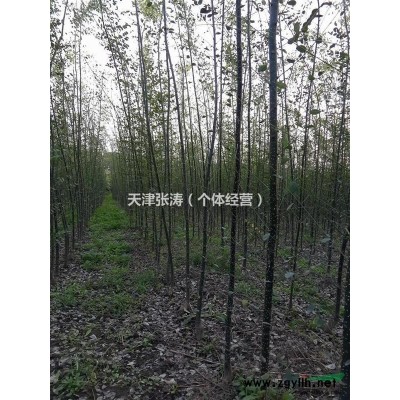 出售国槐、白蜡、绒花树小苗（自己种植）