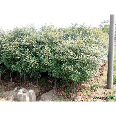 供应常州高杆红叶石楠苗