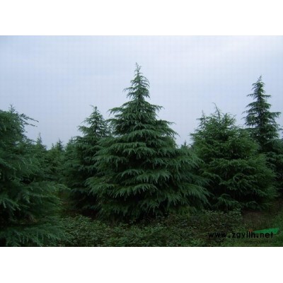 雪松、木槿批量供应