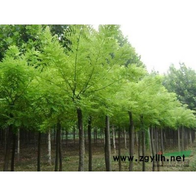 油松工程专用0.5-4.5米