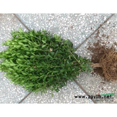 供应30公分|50公分|80公分龙柏价格