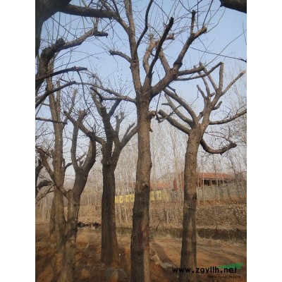 山东枣庄奇异古柿树