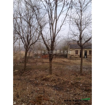 滁州地区供应18/20/25/28公分皂角