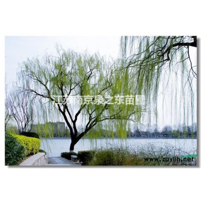 优质国槐，诚信经营，苗圃直销。