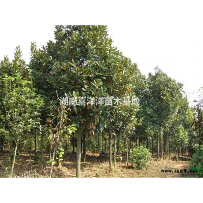 低价抛售胸径15cm广玉兰200棵