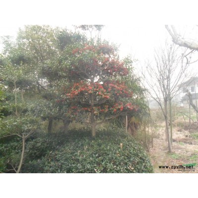 出售自家枸骨树