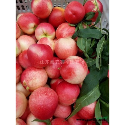 18公分银杏树 **低价 批发 银杏苗 白果树