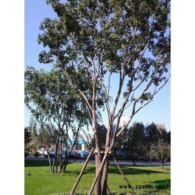 沈阳吉林哈尔滨水曲柳