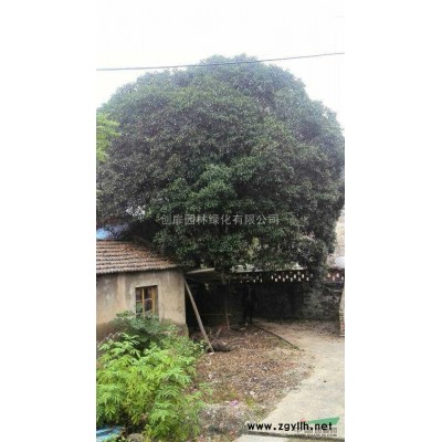 香泡专卖，规格*，数量多，价格低到不能再低