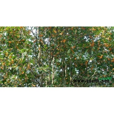 碧桃供应/碧桃图片