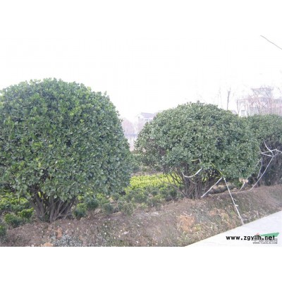 萧山速生紫薇D1-12，树形美，土球好,无病害
