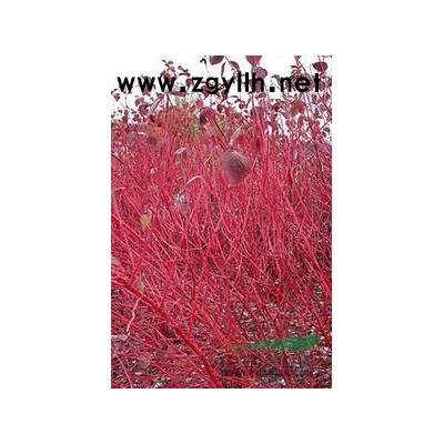 萧山速生紫薇D1-12，树形美，土球好,无病害图3