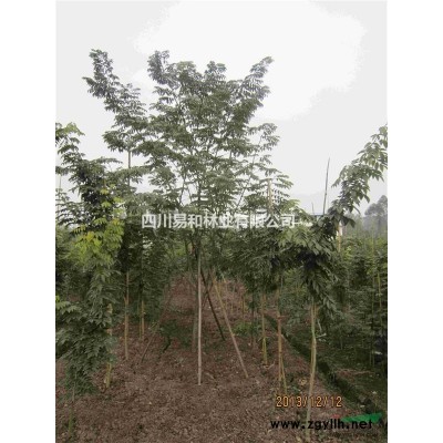 海南黄花梨，黄花梨，花梨木