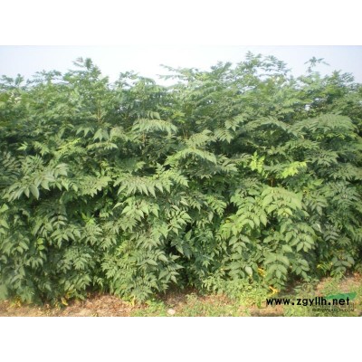 栾树小苗图片\栾树小苗报价